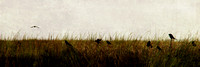 birds, black, grass, panorama, textured