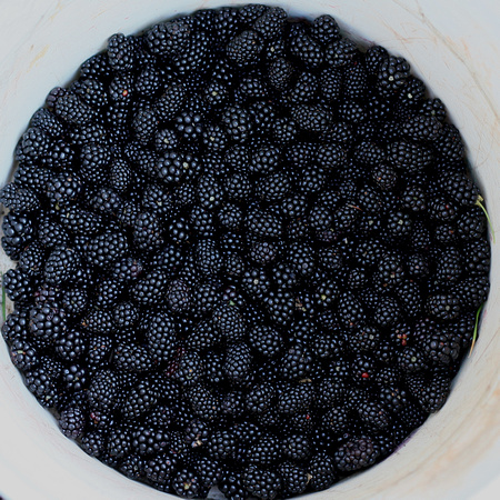 blackberries, blackberry, "christine lewis photography", circle, country, picking, rural, square, summer, thorns