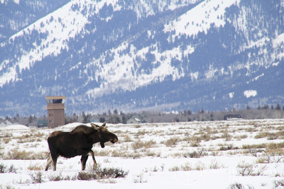 The Grand Tetons, Wyoming, travel, national park, snow, mountains, art print, moose, running