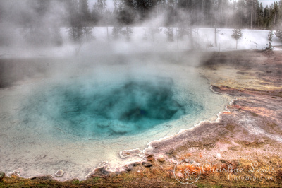 yellowstone national park, winter, snow, buffalo, bison, black and white, landscape, art print, christine lewis photography, wyoming, biscuit basin, sapphire pool, HDR