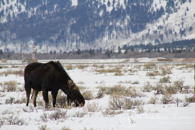 The Grand Tetons, Wyoming, travel, national park, snow, mountains, art print, moose, grazing