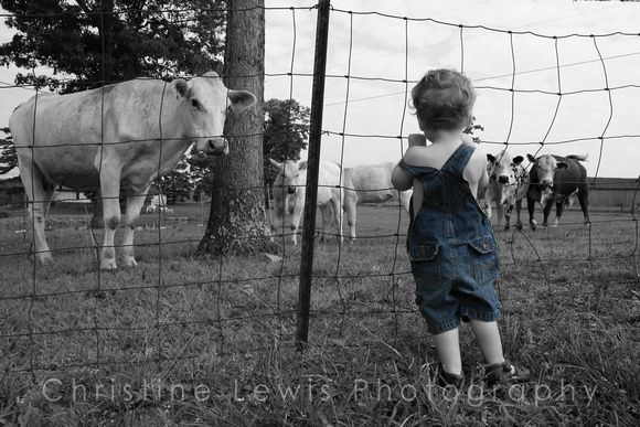 1-5, Chattanooga, TN, Tennessee, blue, cattle, children, "christine lewis photography", color, cows, farmer, gallery, images, in, joy, kids, laughing, little, old, overalls, photographer, photos, pict