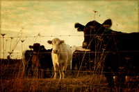 cattle, country, countryside, cows, farm, rural, rustic, vintage