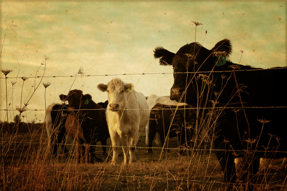 country life, cows, cattle, vintage, farm, tennessee, tn, rural