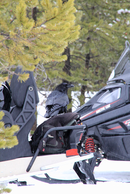 yellowstone national park, winter, snow, wyoming, raven, snowmobile, stealing from visitors, bag