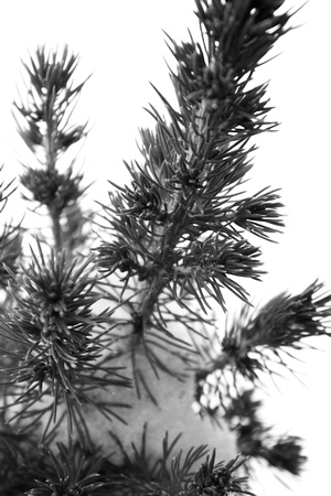 b&w, "black and white", evergreen, green, monochrome, pine, snow, tree, white