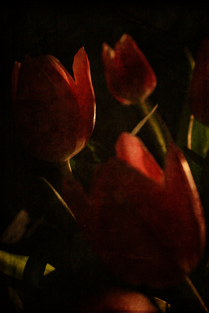 birthday, bouquet, dark, floral, flower, pink, present, texture, tulip