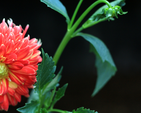 blooming, dahlia, flower, foliage, red