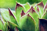 bright, chicks, foliage, green, hens, "hens and chickens", macro, purple, succulent, texture
