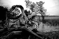 B&W, Georgia, "Jones Marsh", Marsh, Saltwater, Savannah, "black and white", "christine lewis photography", "fine art", gnarled, monochrome, old, roots, tree