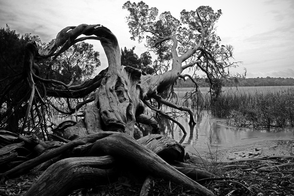 marsh tree savannah georgia black and white gnarly roots fine art print home decor christine lewis photography