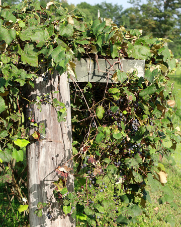 "christine lewis photography", countryside, grapes, growth, natural, organic, red, rural, vine