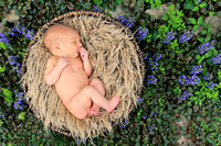 baby, chattanooga, infant, newborn, photography, pictures, portraits, professional, tennessee, tn, natural, purple, outdoor, flowers, garden