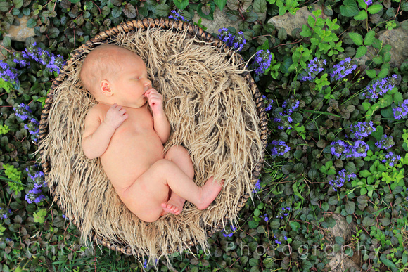 newborn professional portrait, chattanooga, tn, tennessee, &quot;christine lewis photography&quot;, purple flowers