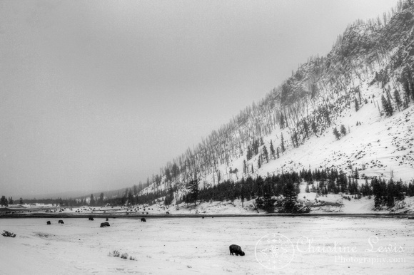yellowstone national park, winter, mountains, snow, buffalo, bison, black and white, landscape, art print, christine lewis photography, wyoming