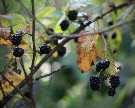 blackberries, blackberry, bush, fruit, thorn, wild