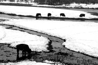 National, Park, WY, Wyoming, Yellowstone, activity, and, art, bison, black, decor, fine, home, monochrome, photographs, pictures, prints, professional, snow, stream, volcanic, white, winter